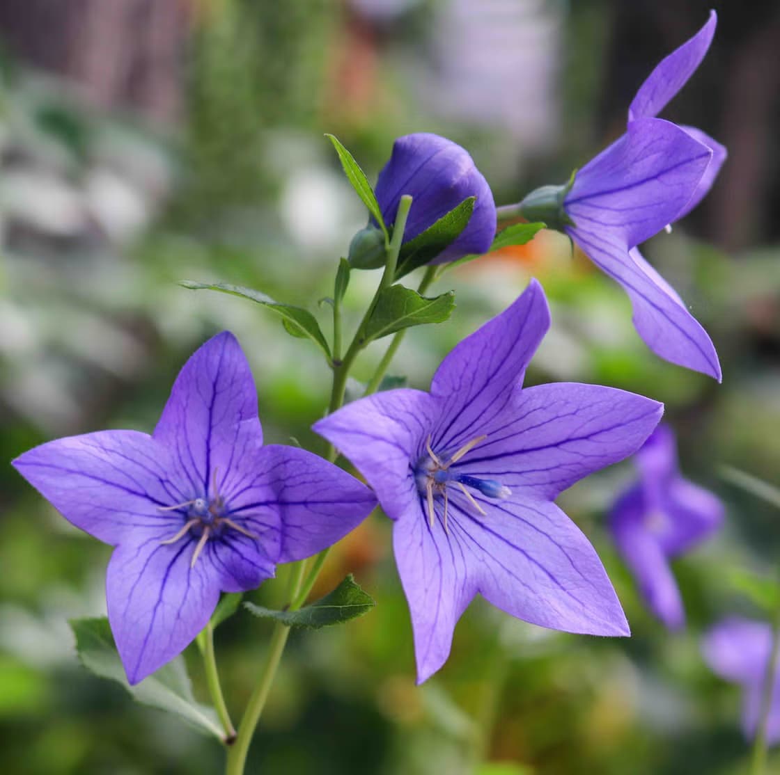 purple wildflowers